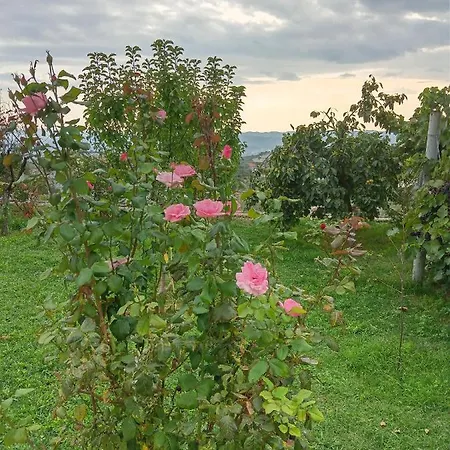 Meti * Krujë